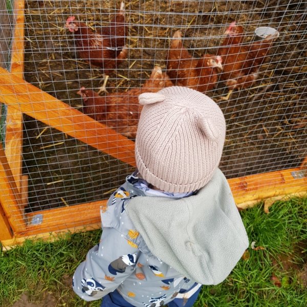Wie geht es den Wigwam Hühnchen heute?