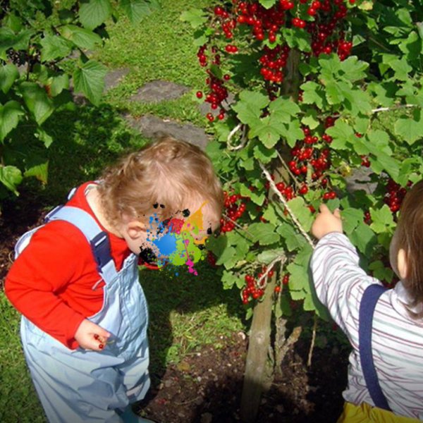 Johannisbeeren in Omas Garten.