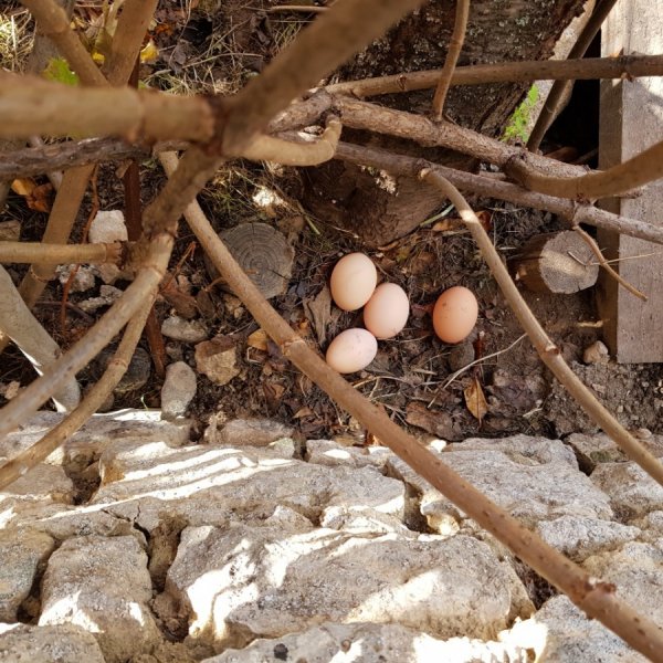 Jeden Morgen ein Wigwam-Ei