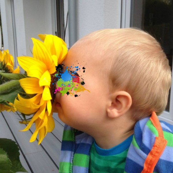 Betörender Duft einer Sonnenblume. 