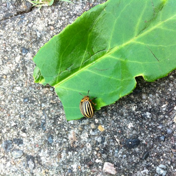 Ein Käfer bei seinem Tagwerk.